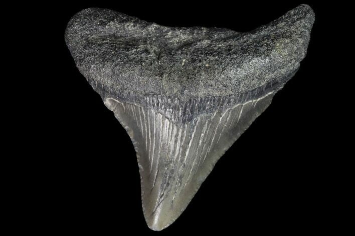 Juvenile Megalodon Tooth - Georgia #101415